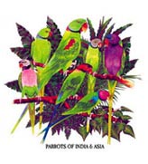 Parrots of India and Asia